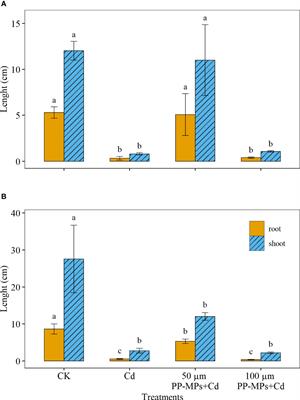 Analyzing the impacts of cadmium alone and in co-existence with polypropylene microplastics on wheat growth